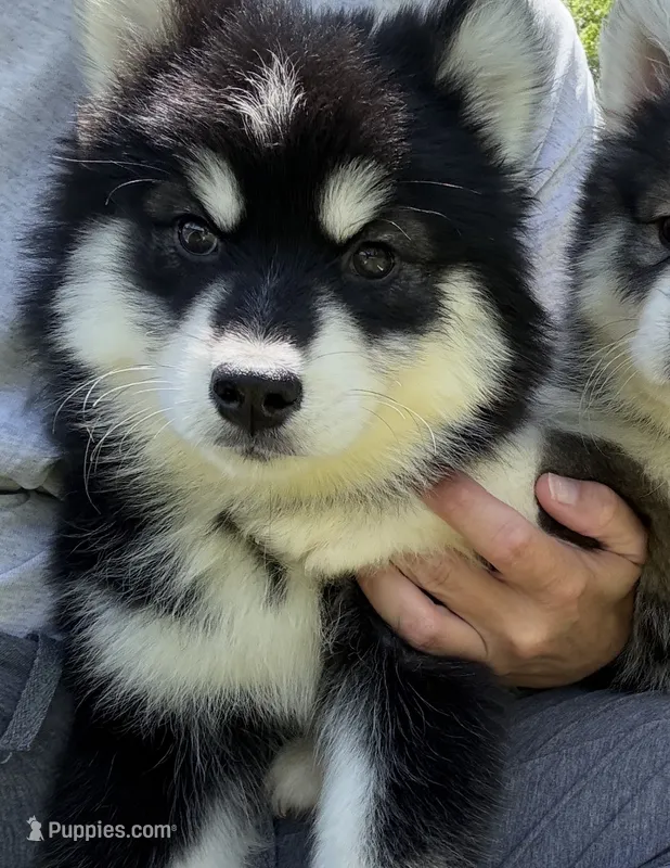 Dash  – Pomsky puppy for sale in Lancaster, OH