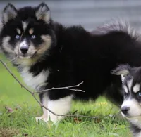 Sparkles, a female Pomsky for sale in Lancaster, OH – 3 of 8