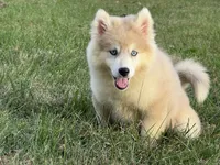 Angel, a female Pomsky for sale in Lancaster, OH – 3 of 5