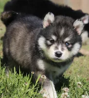 Dakota , a male Pomsky for sale in Lancaster, OH – 7 of 7