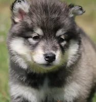 Diesel , a male Pomsky for sale in Lancaster, OH – 2 of 3