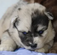 Bliss , a female Pomsky for sale in Lancaster, OH – 3 of 6