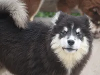 Carter, a male Pomsky for sale in Lancaster, OH – Photo 3 of 5