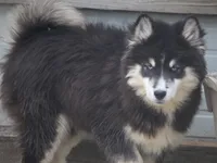 Carter, a male Pomsky for sale in Lancaster, OH – Photo 5 of 5