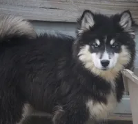 Carter, a male Pomsky for sale in Lancaster, OH – Photo 4 of 5