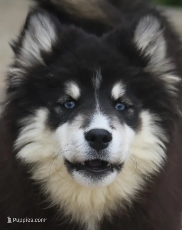 Carter – Pomsky puppy for sale in Lancaster, OH
