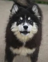 Carter, a male Pomsky for sale in Lancaster, OH – Photo 2 of 5