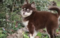 Louise, a female Pomsky for sale in Lancaster, OH – 4 of 7