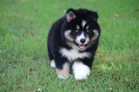 Sparkles, a female Pomsky for sale in Lancaster, OH – 6 of 6