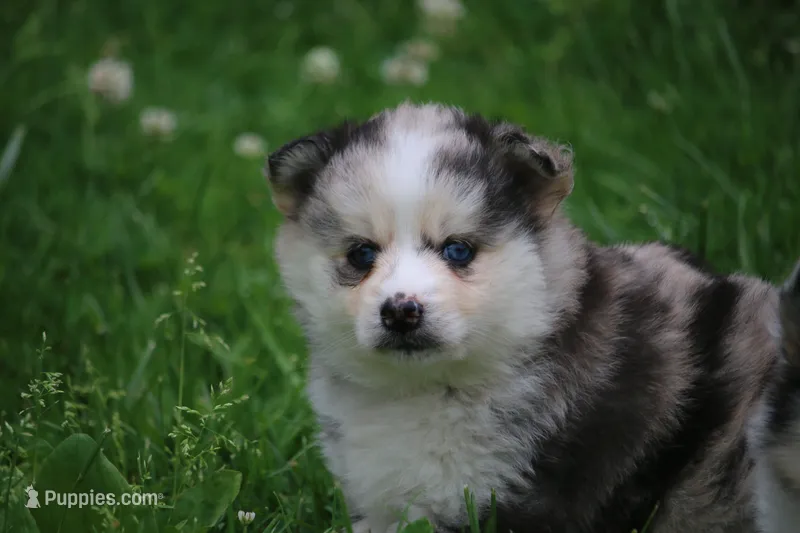 Pearl – Pomsky puppy for sale in Lancaster, OH
