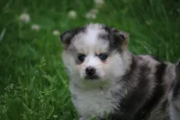 Pearl, a female Pomsky for sale in Lancaster, OH – 1 of 1
