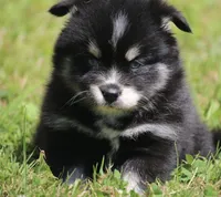 Deana, a female Pomsky for sale in Lancaster, OH – 8 of 10