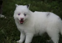 Prince , a male Pomsky for sale in Lancaster, OH – 10 of 10