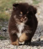 Sassy, a female Pomsky for sale in Lancaster, OH – Photo 1 of 4