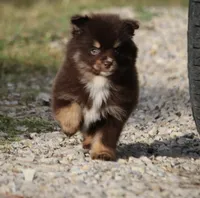 Sassy, a female Pomsky for sale in Lancaster, OH – Photo 3 of 4