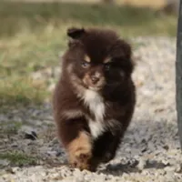 Sassy, a female Pomsky for sale in Lancaster, OH – Photo 2 of 4