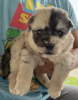 Bliss , a female Pomsky for sale in Lancaster, OH – 4 of 6