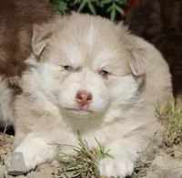 Hunny , a female Pomsky for sale in Lancaster, OH – 3 of 4