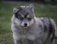 Spunky , a male Pomsky for sale in Lancaster, OH – 3 of 5