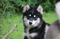 Dash , a male Pomsky for sale in Lancaster, OH – 6 of 9