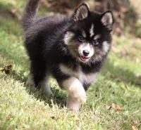 Thunder , a male Pomsky for sale in Lancaster, OH – 3 of 4