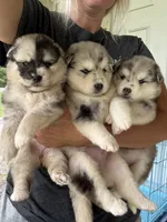 Holly, a female Pomsky for sale in Lancaster, OH – 2 of 3