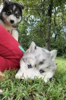 Skippy, a male Pomsky for sale in Lancaster, OH – 7 of 9