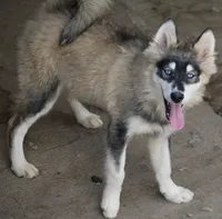 Daisy, a female Pomsky for sale in Lancaster, OH – 2 of 9