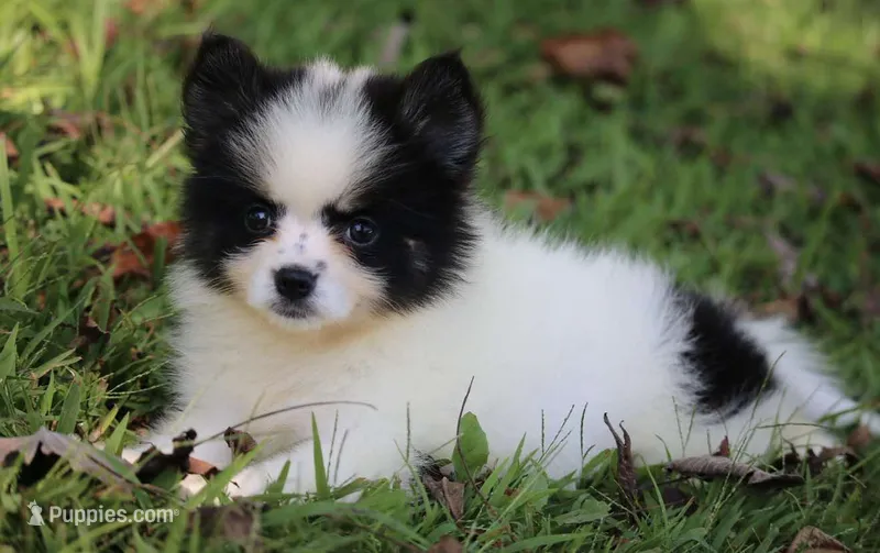 Minnie  – Pomsky puppy for sale in Lancaster, OH