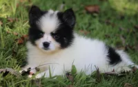 Minnie , a female Pomsky for sale in Lancaster, OH – 1 of 5