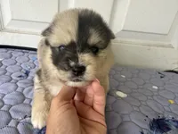 Bliss , a female Pomsky for sale in Lancaster, OH – 6 of 6