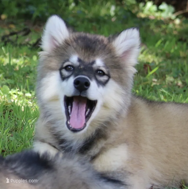 Diesel – Pomsky puppy for sale in Lancaster, OH
