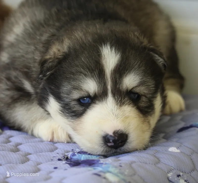 Alpha – Pomsky puppy for sale in Lancaster, OH