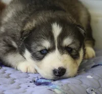Alpha, a male Pomsky for sale in Lancaster, OH – 1 of 2