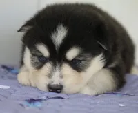 Major , a male Pomsky for sale in Lancaster, OH – 2 of 4