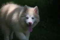 Max, a male Pomsky for sale in Lancaster, OH – 2 of 10