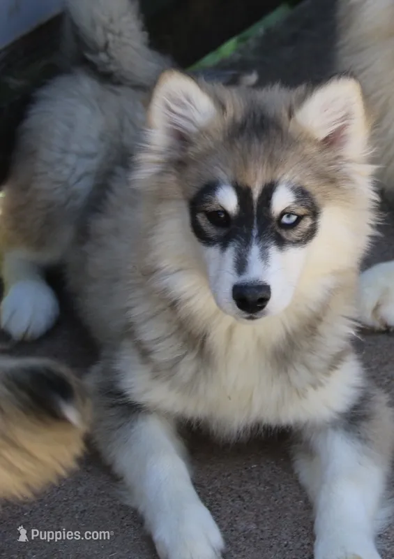 Gabby – Pomsky puppy for sale in Lancaster, OH