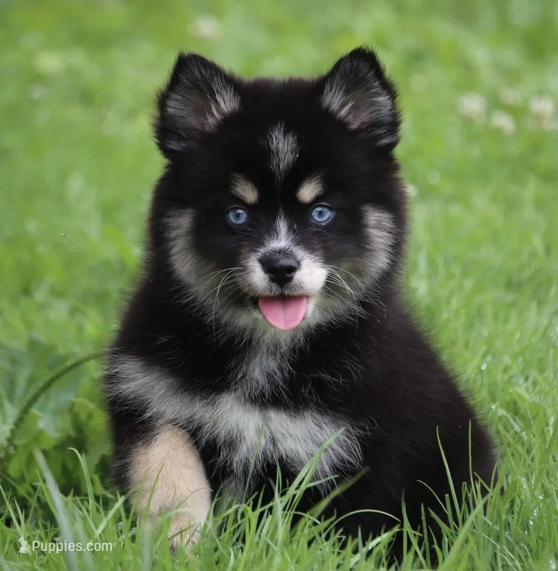 Deana – Pomsky puppy for sale in Lancaster, OH