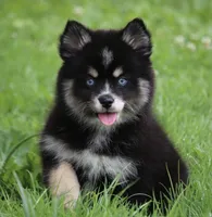 Deana, a female Pomsky for sale in Lancaster, OH – 2 of 10