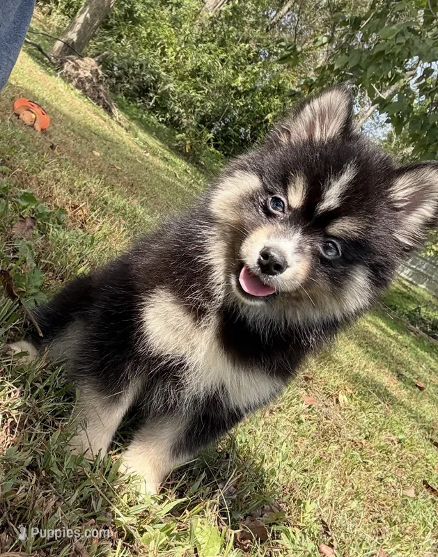 Thunder  – Pomsky puppy for sale in Lancaster, OH