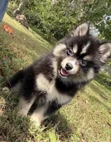 Thunder , a male Pomsky for sale in Lancaster, OH – 4 of 4