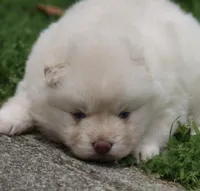 Cotton, a female Pomsky for sale in Lancaster, OH – 2 of 3
