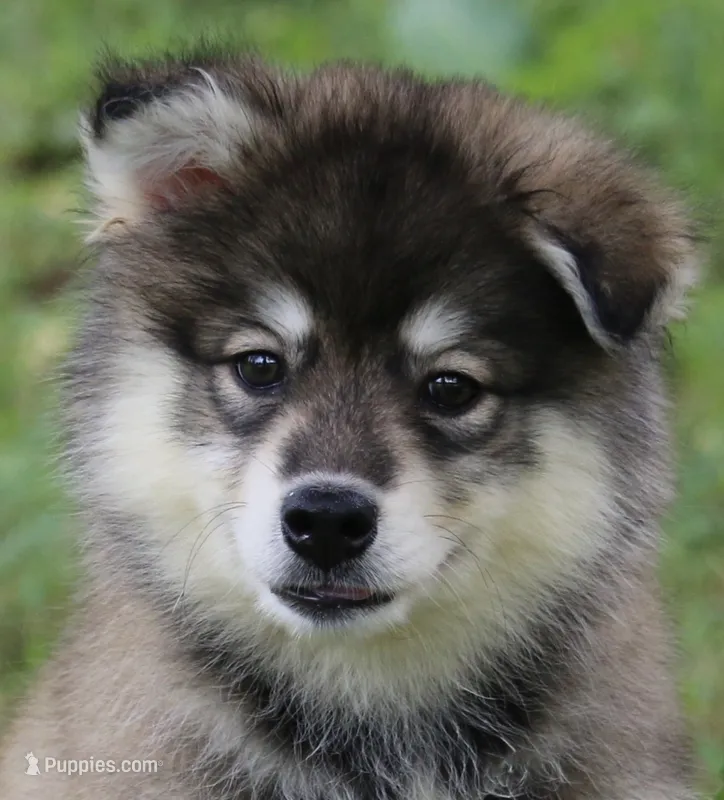 Diesel – Pomsky puppy for sale in Lancaster, OH