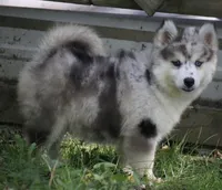 Holly, a female Pomsky for sale in Lancaster, OH – 2 of 10