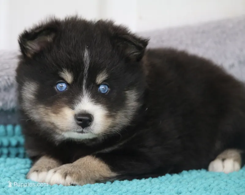 Pepper – Pomsky puppy for sale in Lancaster, OH