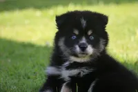 Deana, a female Pomsky for sale in Lancaster, OH – 4 of 10