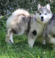 Holly, a female Pomsky for sale in Lancaster, OH – 4 of 5