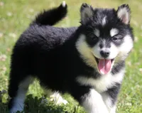 Dash , a male Pomsky for sale in Lancaster, OH – 2 of 4