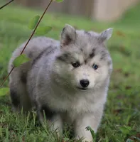 Skippy, a male Pomsky for sale in Lancaster, OH – 8 of 9