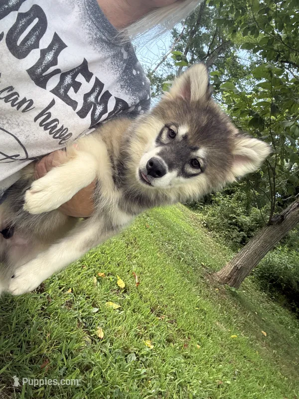Diesel – Pomsky puppy for sale in Lancaster, OH